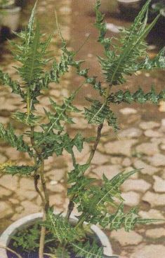 Jeruju (ACANTHUS ILICIFOLIUS L.)