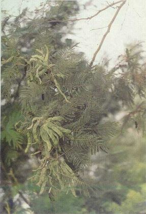 Wartel (ACACIA DECURRENS WILLD.)
