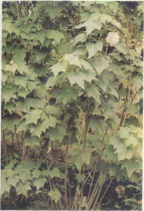 Kapas Sedeki (Abelmoschus moschatus Medik.)
