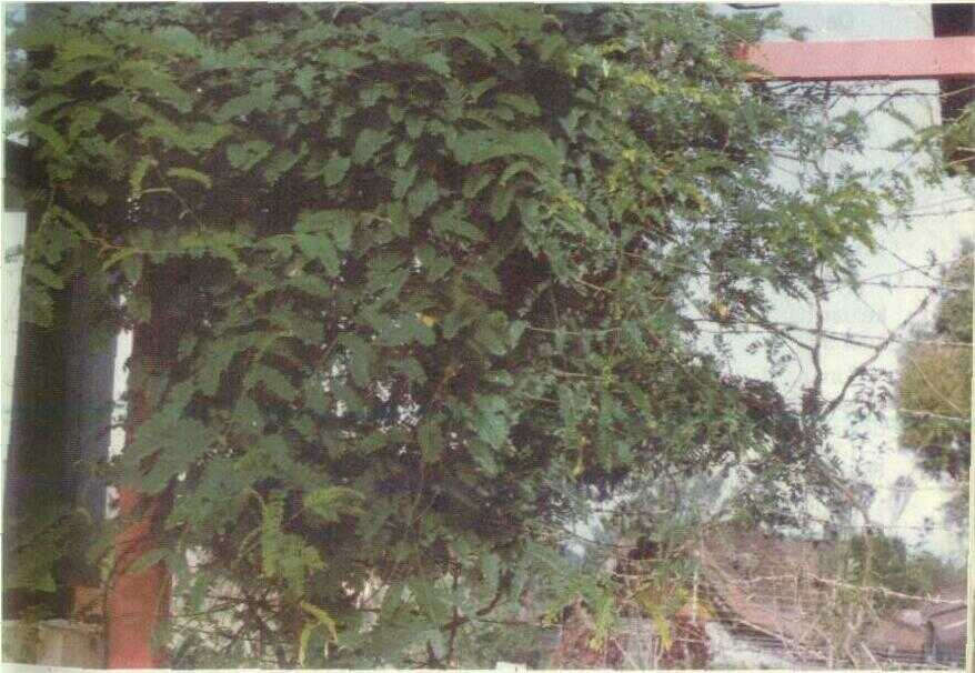 Buah (ABRUS PRECATORIUS L.)