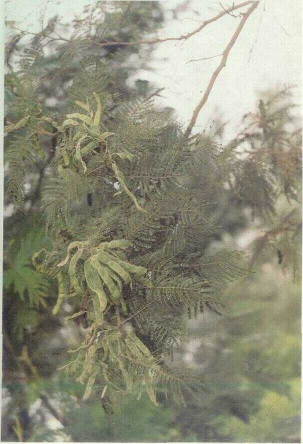 ACACIA DECURRENS WILLD.
