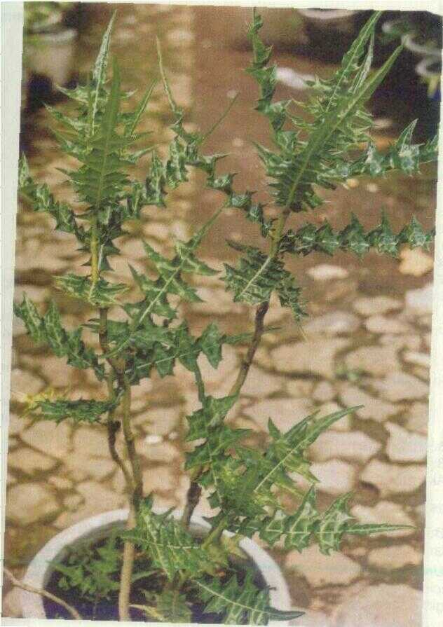 ACANTHUS ILICIFOLIUS L. (Botanl)