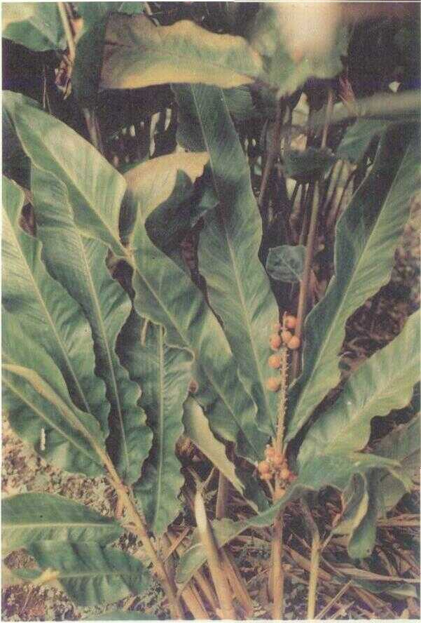 ACHASMA COCCINEUM VAL.