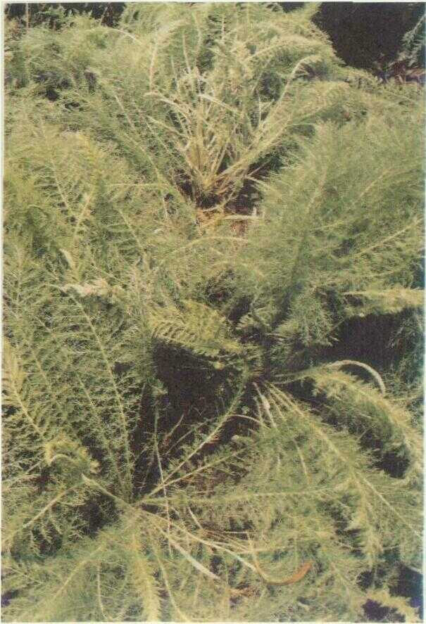 ACHILLEA MILLEFOLIUM L. (Bolani)