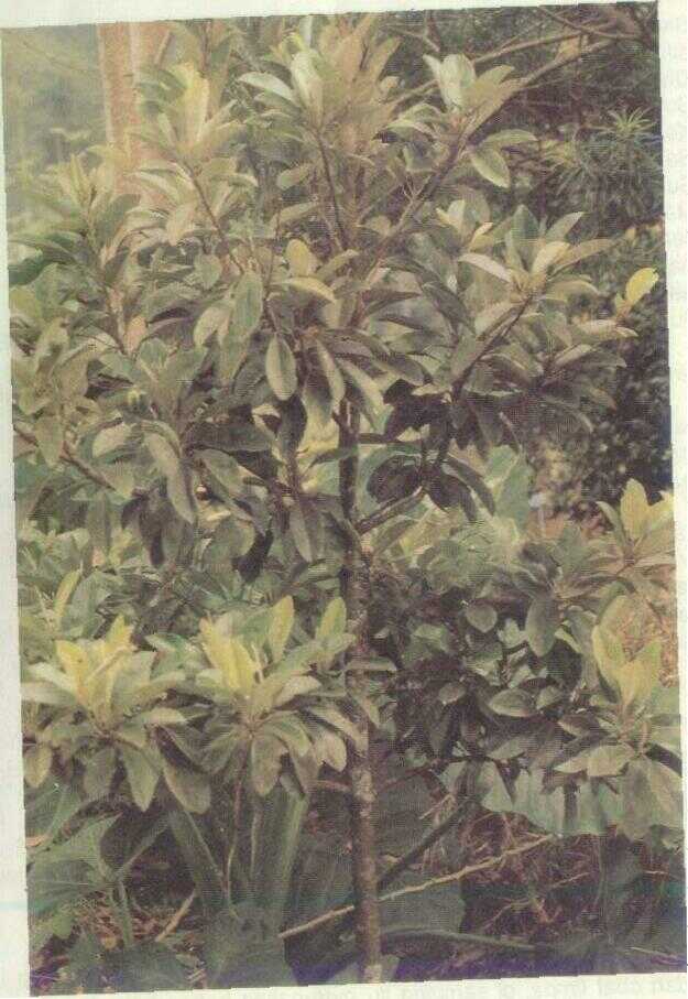 ACHRAS ZAPOTA L.