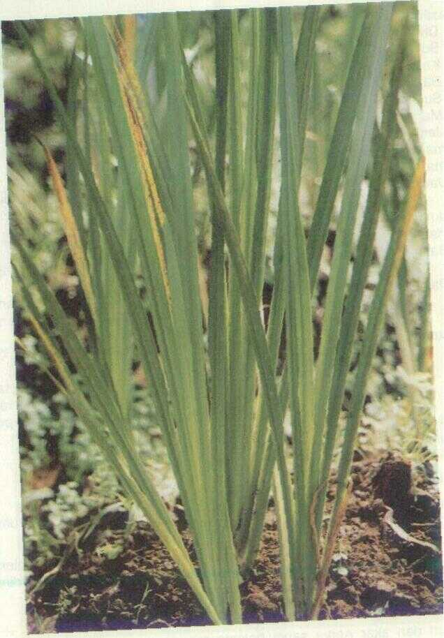 ACORUS CALAMUS L.