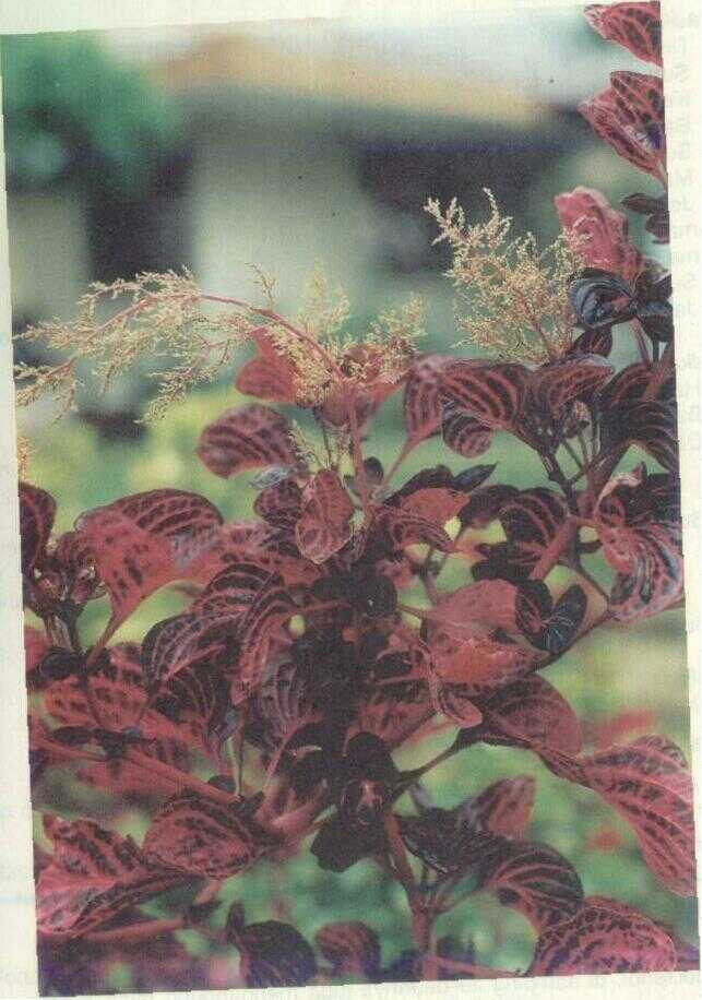 AERVA SANGUINOLENTA BL. (Bolani)
