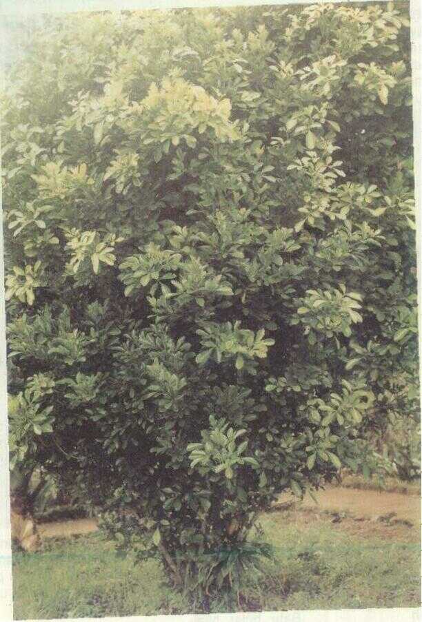 AGLAIA ODORATA LOUR. (Botanl)