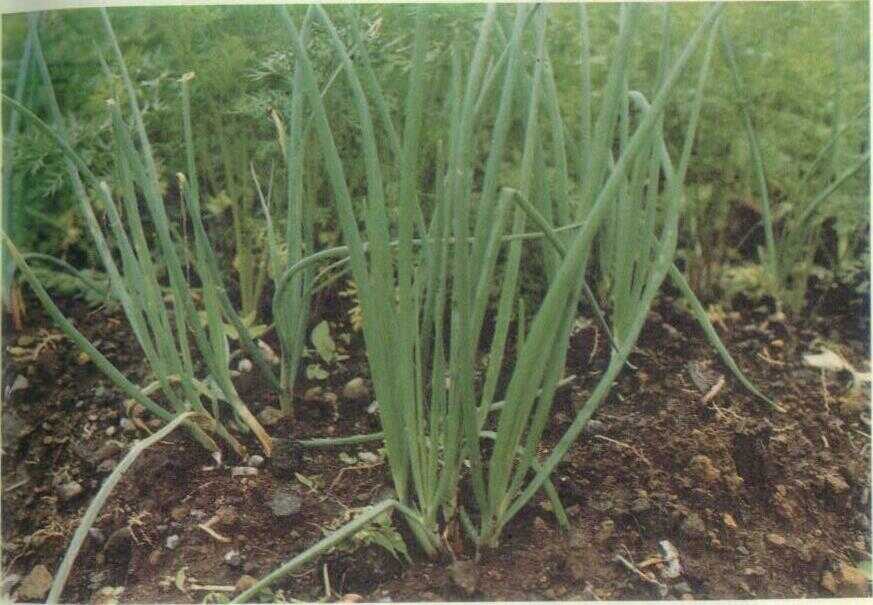ALLIUM CEPA L. (Botanl)