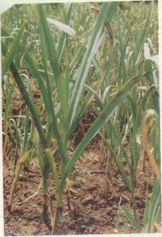 ALLIUM SATIVUM L.