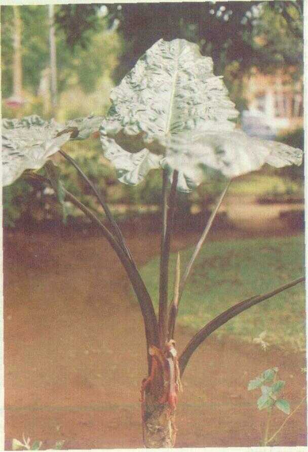 ALOCASIA MACRORRHIZA SCHOTT (Botanl)