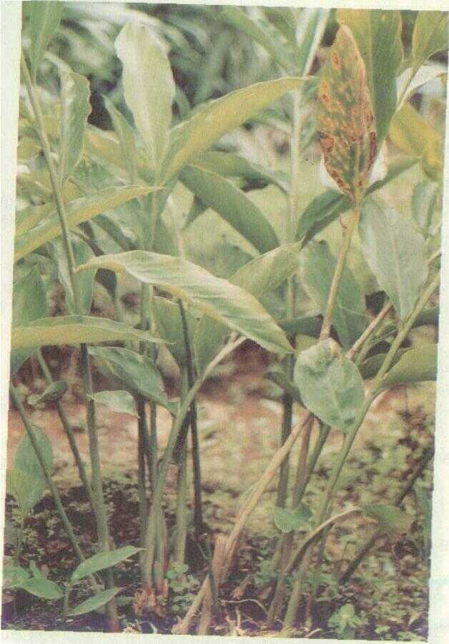 Kapulaga (Amomum cardamomum Willd.)
