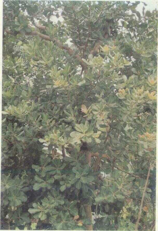 Jambu Monyet (Anacardium occidentale L.)