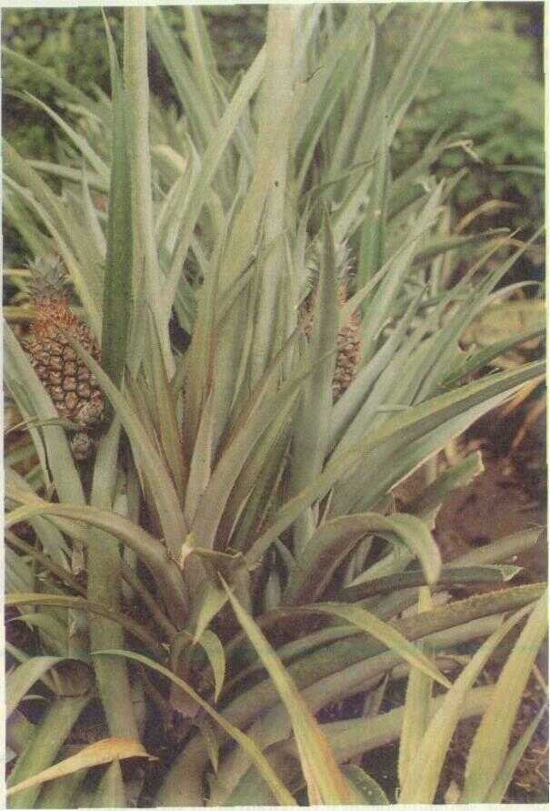 Nanas (Ananas comosus Merr.)