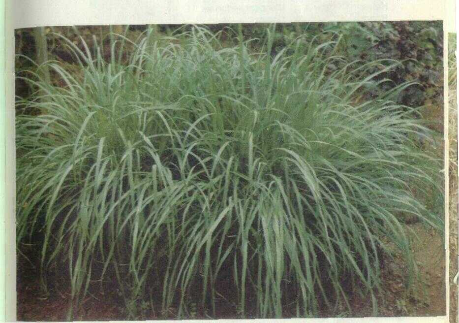 Sere (Andropogon citratus DC.)