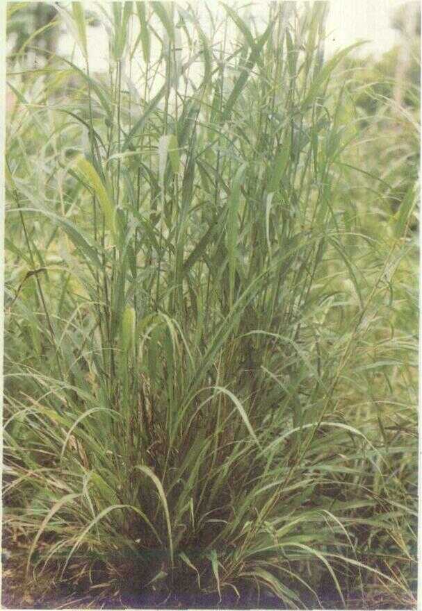 Palmarosa (Andropogon martini Roxb.)
