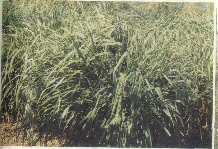 Sere (Andropogon nardus L.)