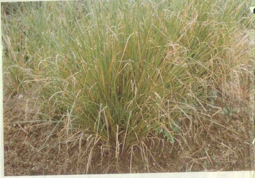 Larasetu (Andropogon zizanioides (L.) Urb.)