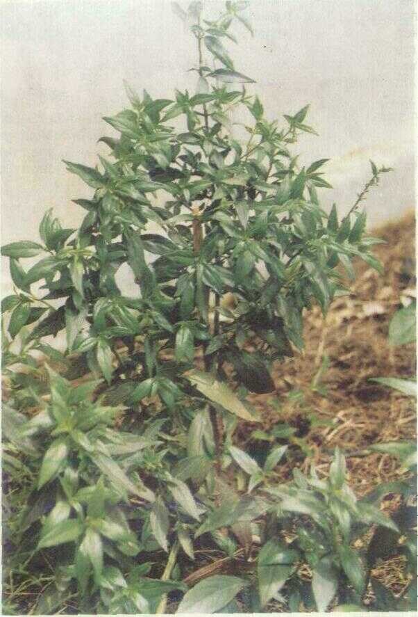 Sambiloto (Andrographis paniculata Nees)