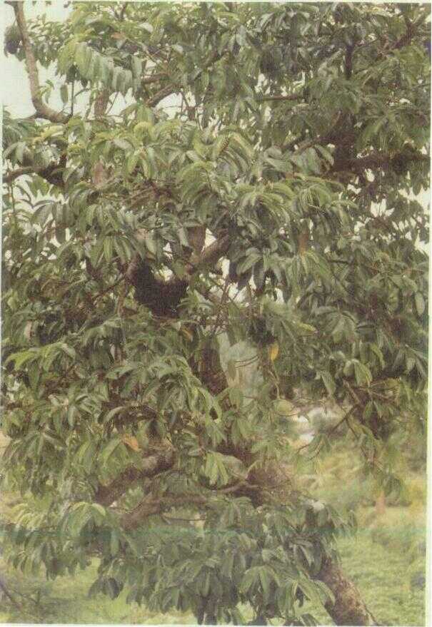 Srikaya (Annona muricata L.)