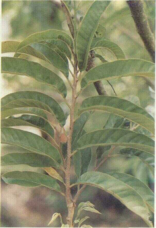 Mulwo (Annona reticulata L.)