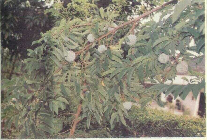 Srikaya (Annona squamosa L.)