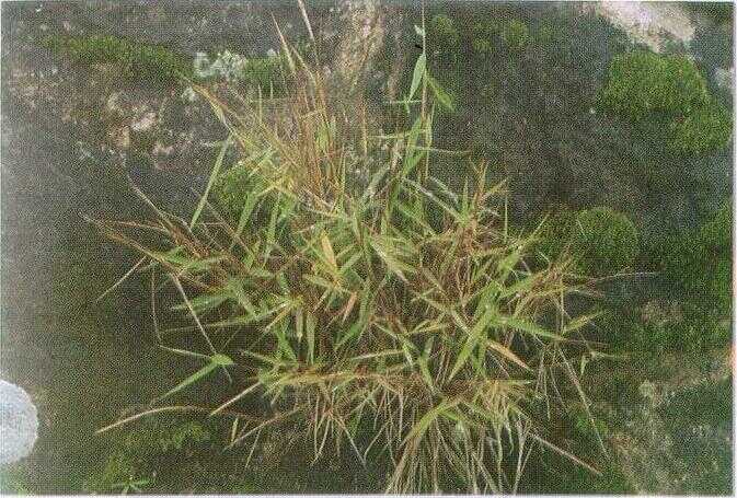 Rumput Bambu (Pogonatherum crinitum (Thunb.) Kunth.): Klasifikasi, Deskripsi, dan Khasiat
