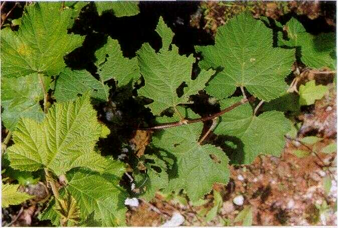 Arben Hutan (Rubus reflexus Ker.): Klasifikasi, Deskripsi, dan Khasiat