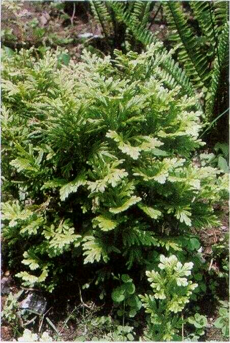 Rumput Kipas (Selaginella tamariscina (Bauv.) Spring.): Klasifikasi, Deskripsi, dan Khasiat