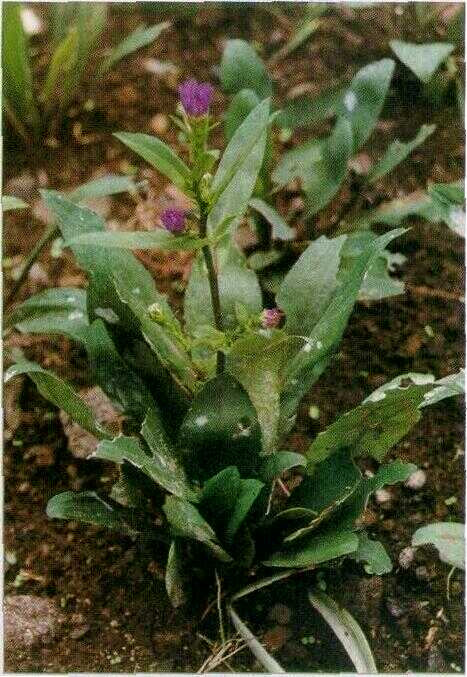 Kembang Ceplikan (Solidago virgo-aurea L.): Klasifikasi, Deskripsi, dan Khasiat