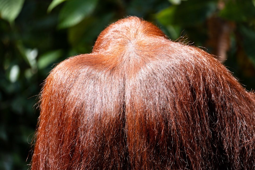 Manfaat Rambut Jagung Sebagai Obat Alami Batu Empedu