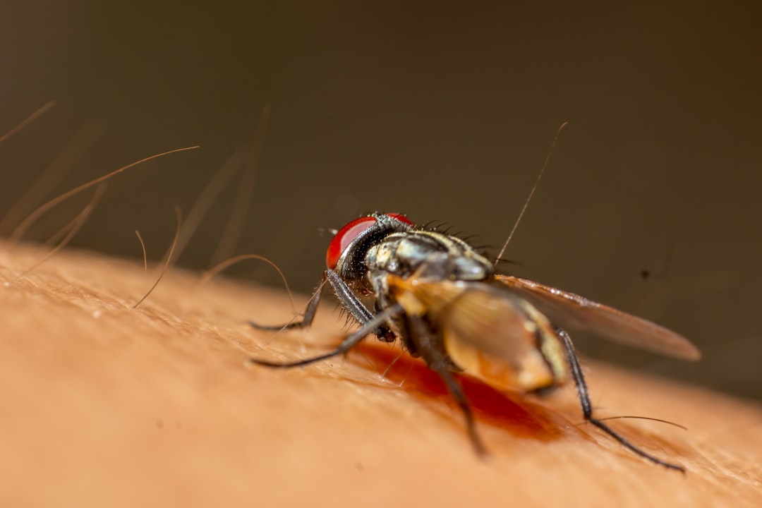 Malaria: Tanaman Obat untuk Membantu Pemulihan Tubuh