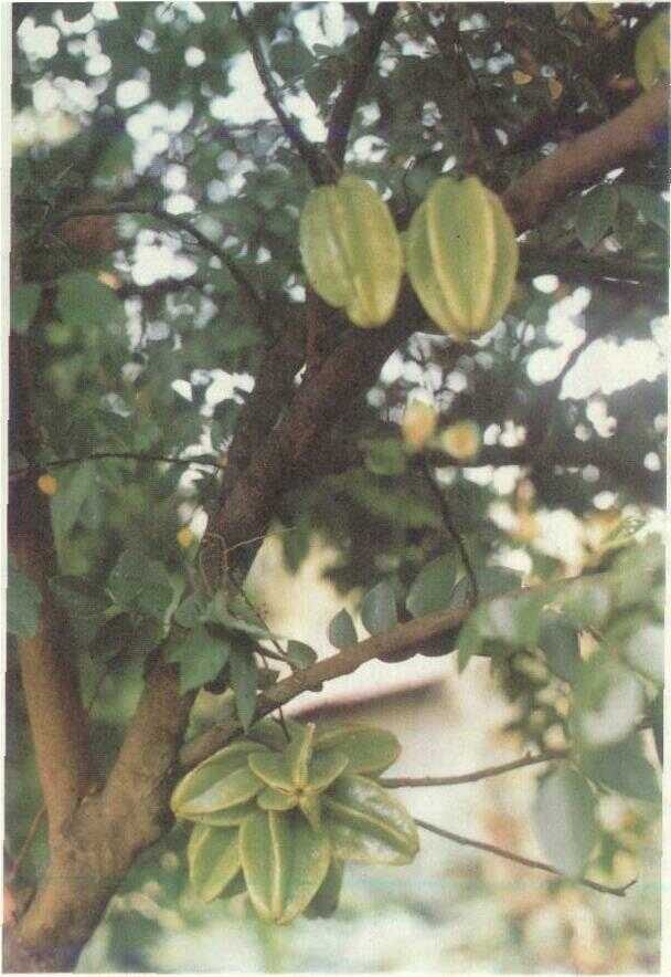 Belimbing Manis (Averrhoa carambola L.)