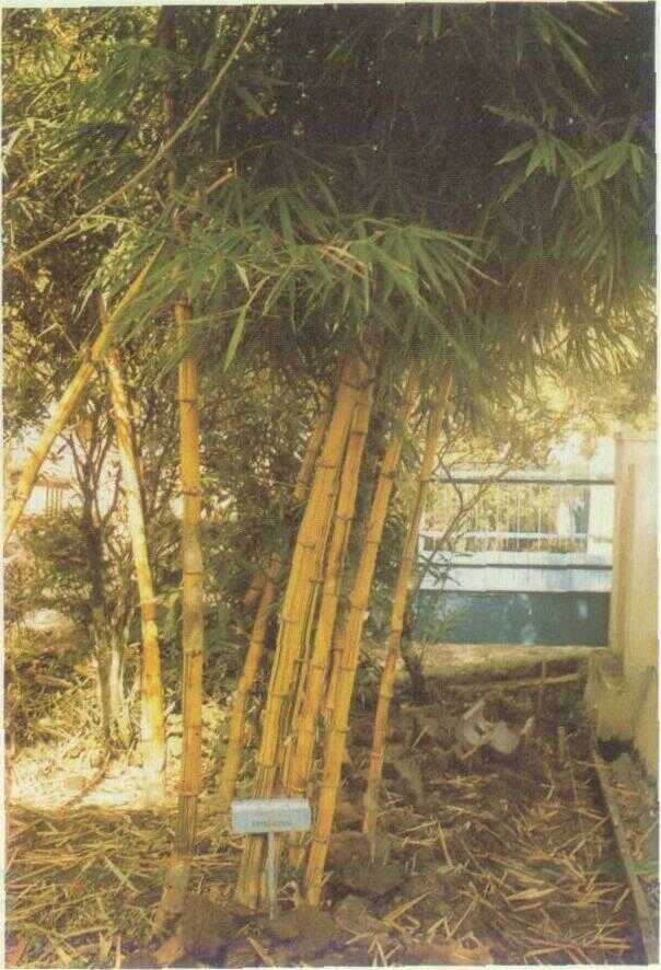 Bambu Kuning (Bambusa vulgaris Schrad.)