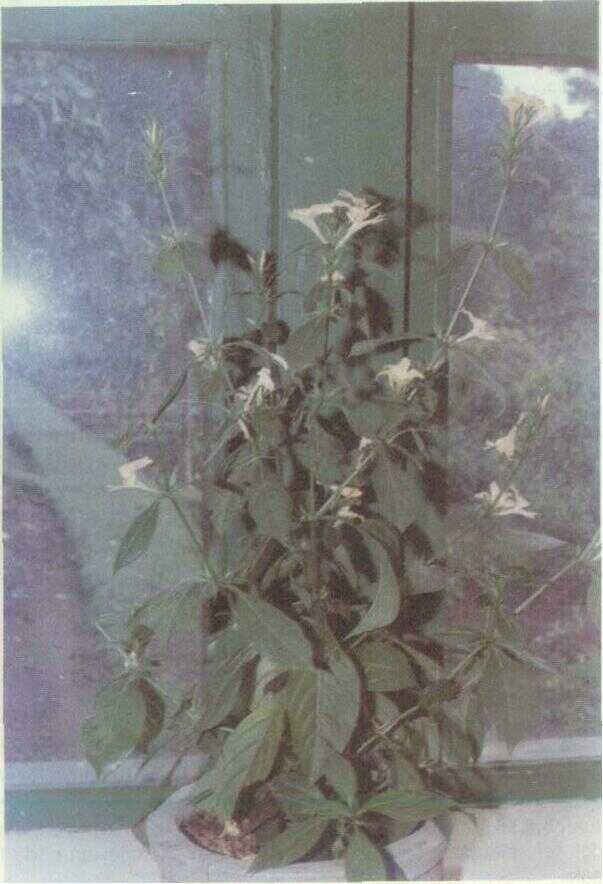 Landep Ungu (Barleria cristata L.)