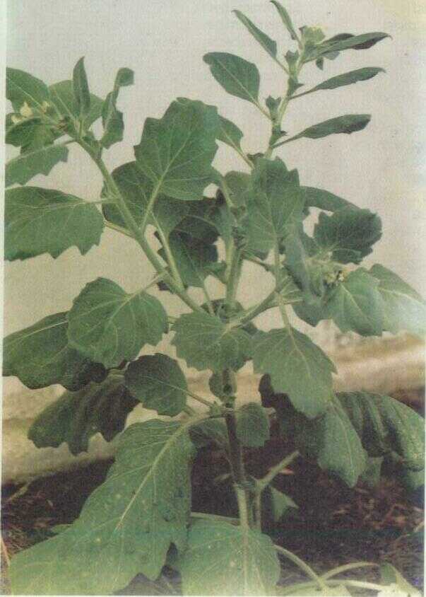 Hiosiami (Hyoscyamus albus L.)