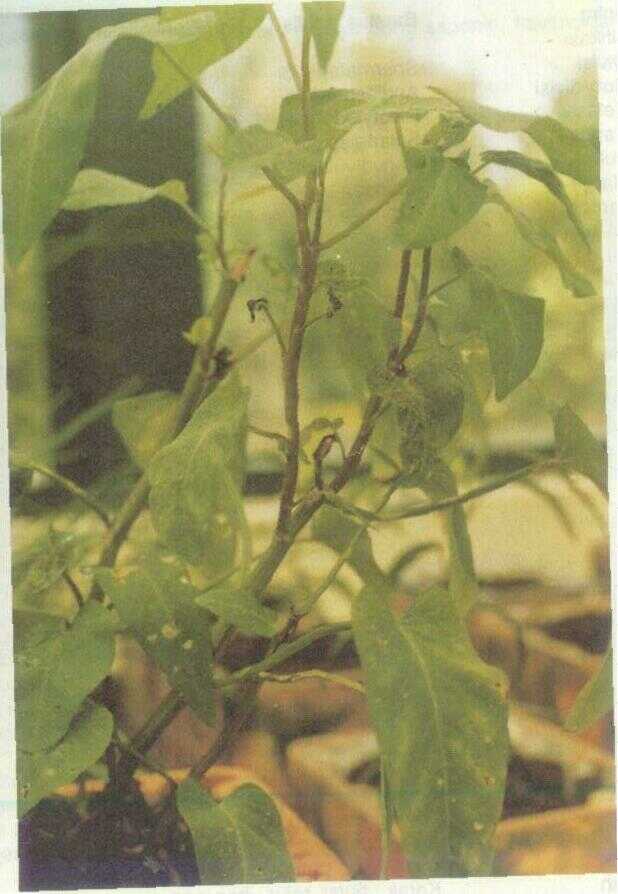 Kangkung (Ipomoea aquatica Forsk.)