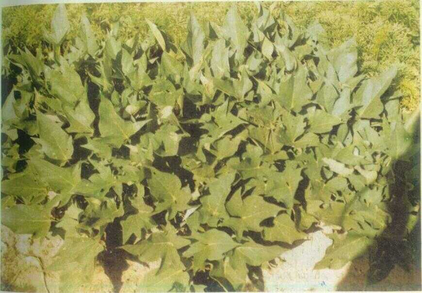 Ketela Rambat / Ubi Jalar (Ipomoea batatas Poir.)