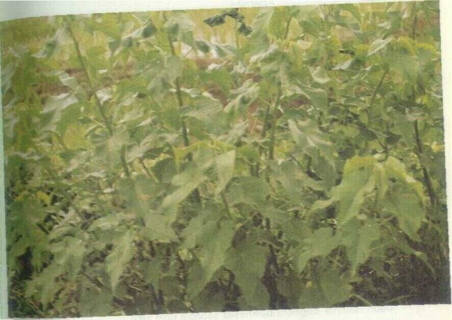 Kangkung Hutan (Ipomoea fistulosa Mart. Ex. Choisy)