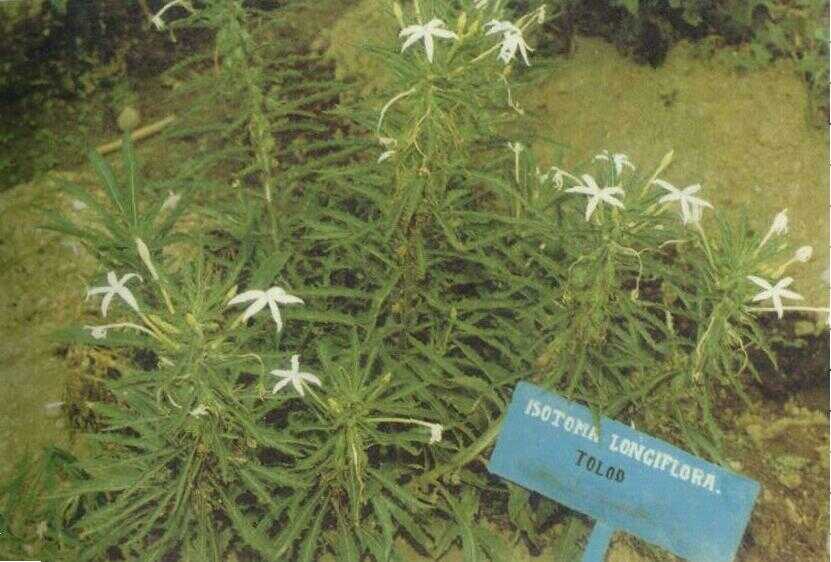 Tolod (Isotoma longiflora (L.) Presl.)