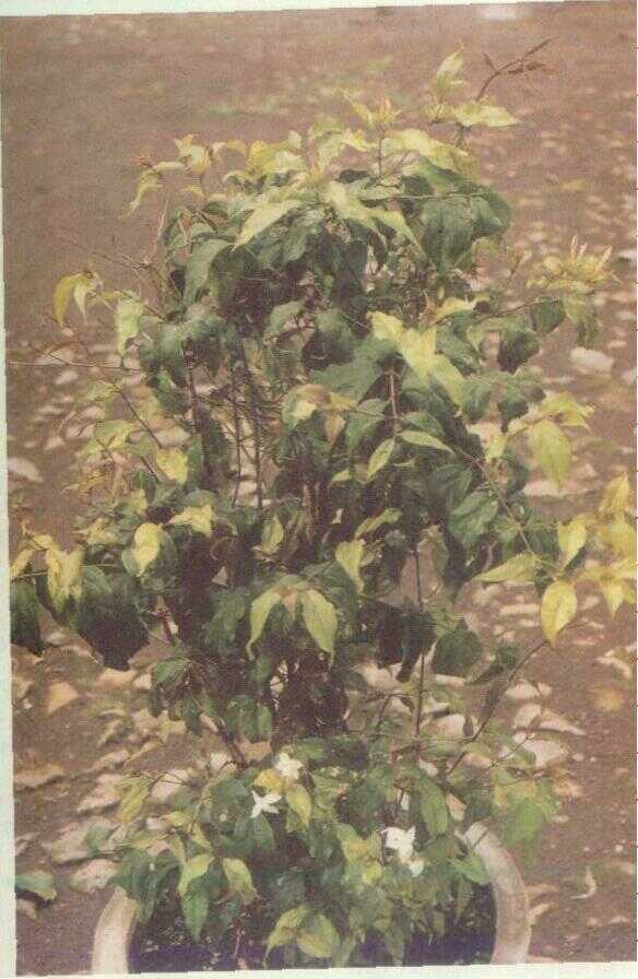 Poncosudo / Melati Hutan (Jasminum pubescens Willd.)