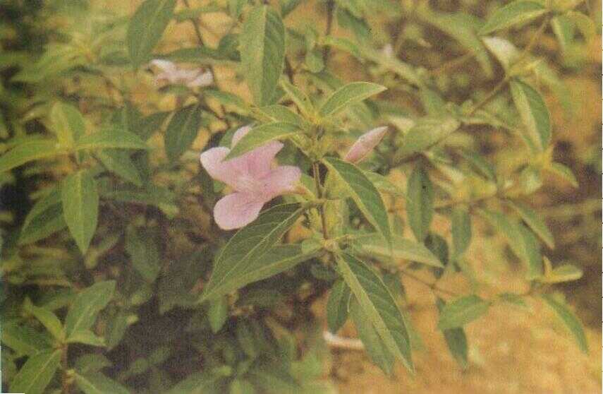 Landep (Barleria prionitis L.)