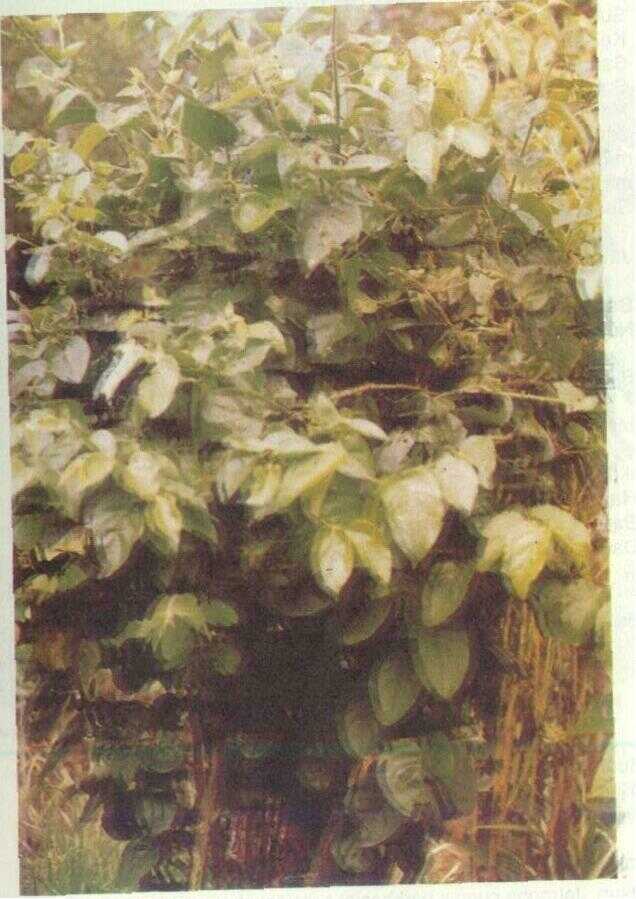 Melati (Jasminum sambac (L.) W. Ait.)