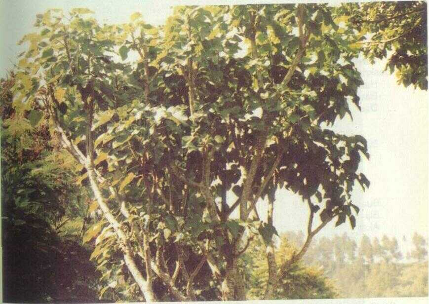 Jarak Kosta / Jarak Pagar (Jatropha curcas L.)