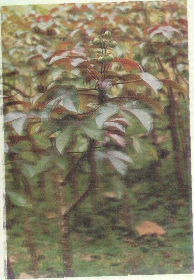 Jarak Cina / Jarak Ulung (Jatropha gossypifolia L.)