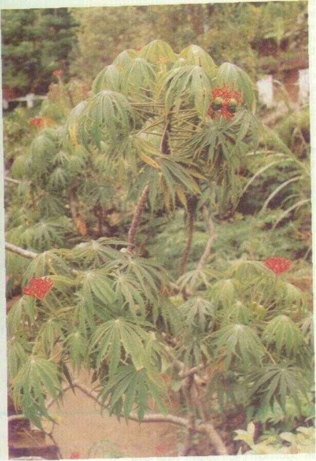 Jarak Tintir (Jatropha multifida L.)