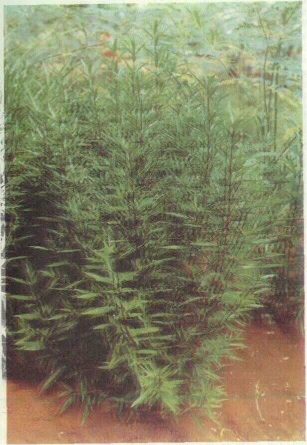 Gandarusa (Justicia gendarussa Burm. f.)