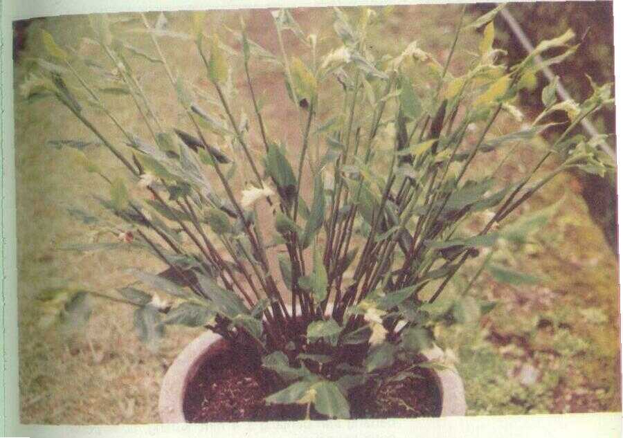 Kunci Pepet (Kaempferia angustifolia Rosc.)