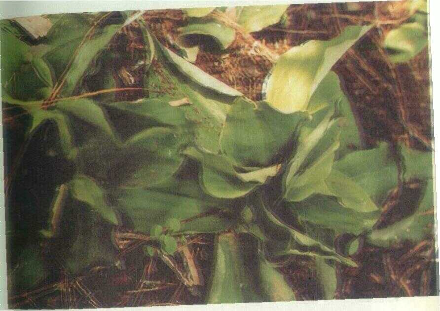 Kencur (Kaempferia galanga L.)