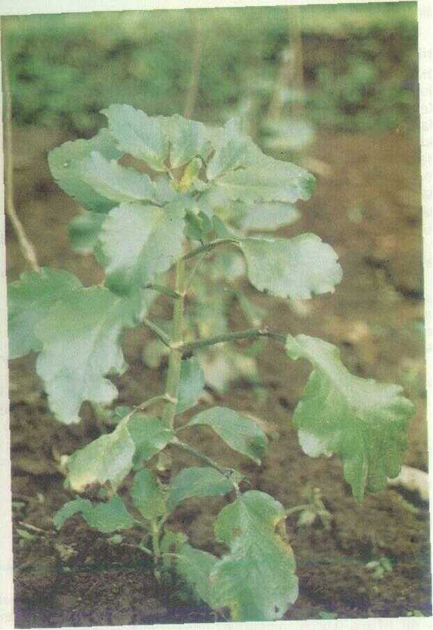 Sosor bebek (Kalanchoe pinnata Pers.)
